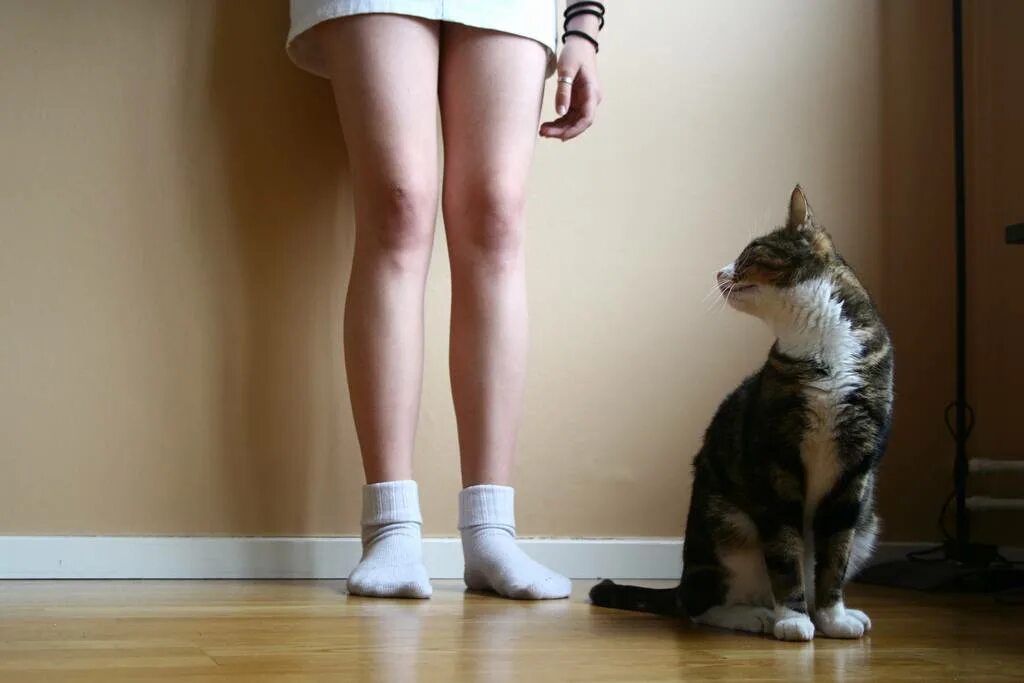 Ноги кошки. Кошка трется о ноги. Кот возле ног. Коты на ногах
