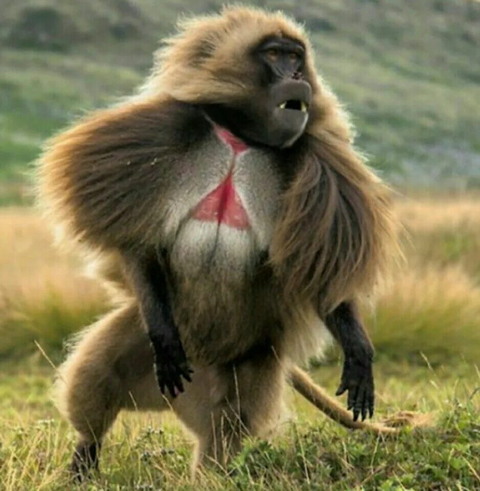 Японские макаки (свиньи). Львинохвостый макак/вандеру московского зоопарка. Павиан гамадрил самки. Шерстяная обезьяна. Орангутан и шимпанзе.