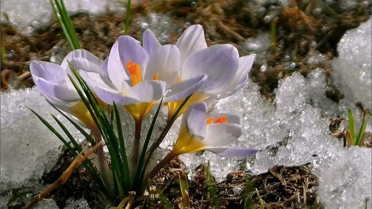 Пролески и подснежники. С наступлением весны природа. С наступлением весны природа. Подснежник галантус голубой. Подснежники, ландыши, примулы.