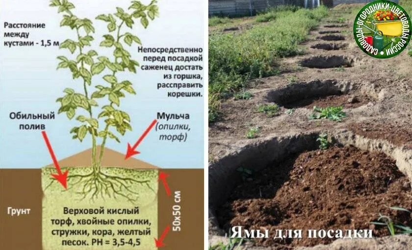 Можно ли делать посадки. Яма для посадки черники. Размер ямы для посадки голубики. Посадочная яма для голубики садовой. Яма для посадки голубики.