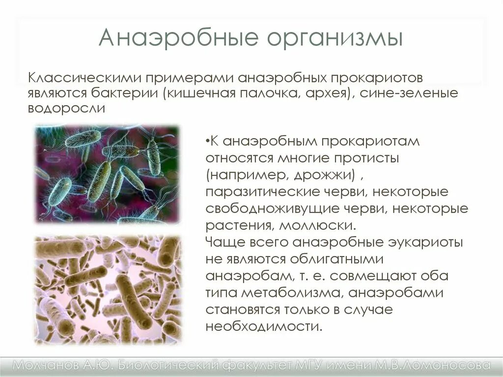 Анаэробные гетеротрофные прокариоты. Анаэробные организмы. Анаэробные микроорганизмы. Аэробные и анаэробные организмы. Анаэробные микроорганизмы примеры.