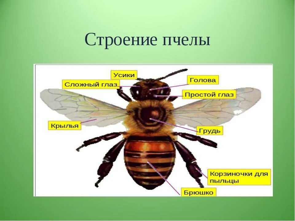 Пчелы относятся к насекомым. Строение пчелы. Пчела строение тела. Пчела строение тела для детей. Строение пчелы для детей.