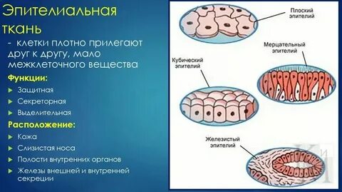 Особенности строения клеток железистого эпителия