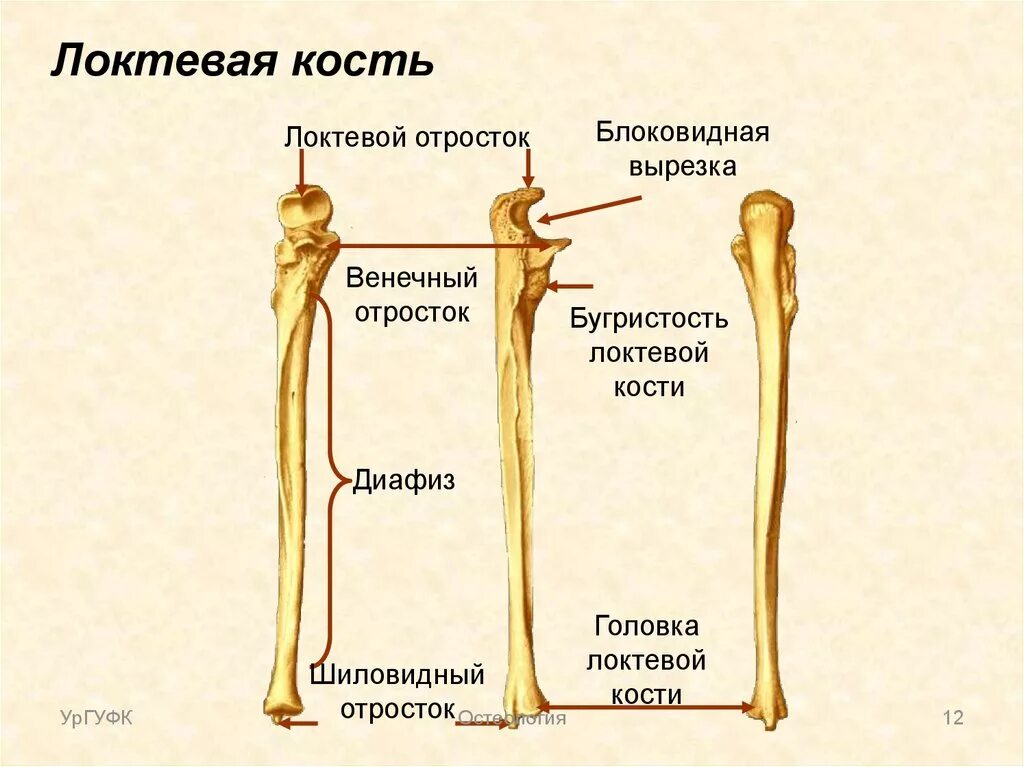 Как определить кость. Анатомия кости головка лучевой кости. локтевая кость строение. строение локтевой кости анатомия. локтевой отросток лучевой кости анатомия.