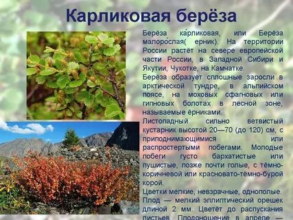 Карликовая береза в тундре 4 класс