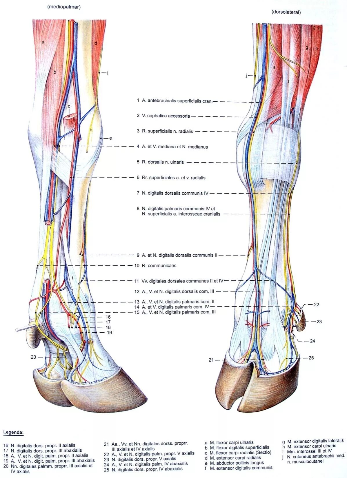 Малоберцовый нерв стопа. Малоберцовый нерв голеностопного сустава. Артерии грудной конечности анатомия животных. Малоберцовый нерв анатомия схема. Голеностоп нерв малоберцовый.