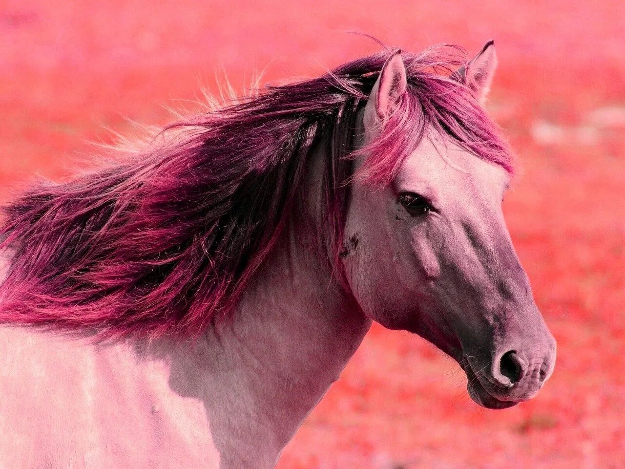 Жанр розового коня