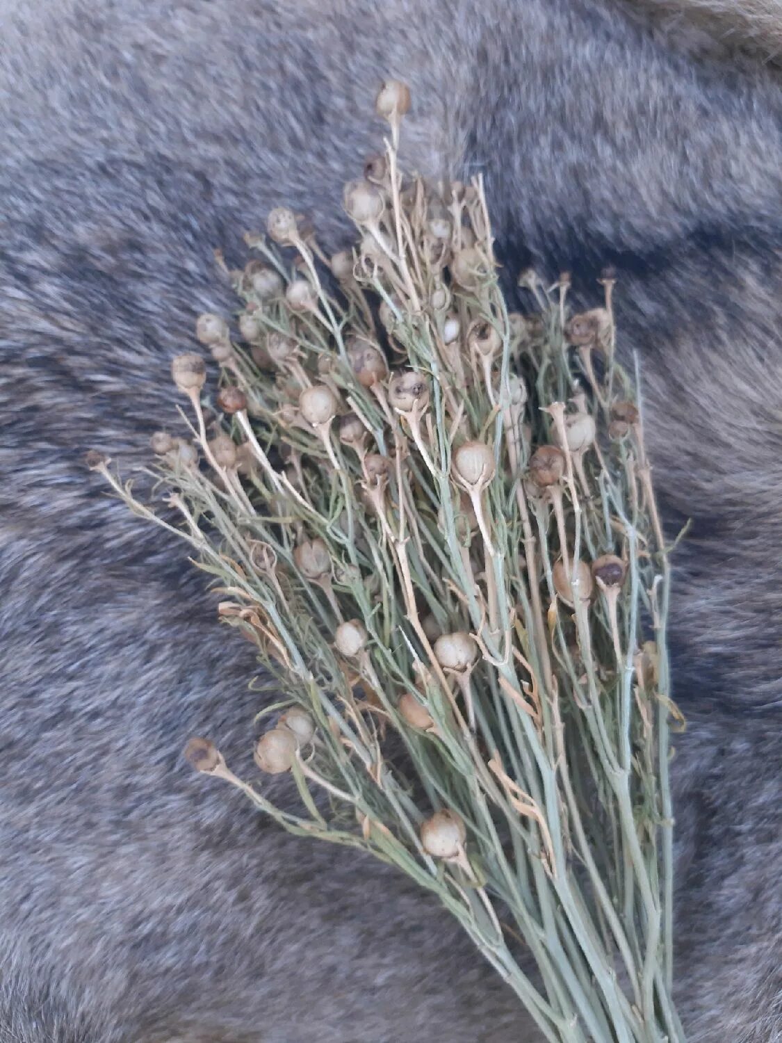 Пеганум гармала. Гармала магические свойства. Гармала обыкновенная высушенные. Гармала обыкновенная могильник. Гармала обыкновенная.