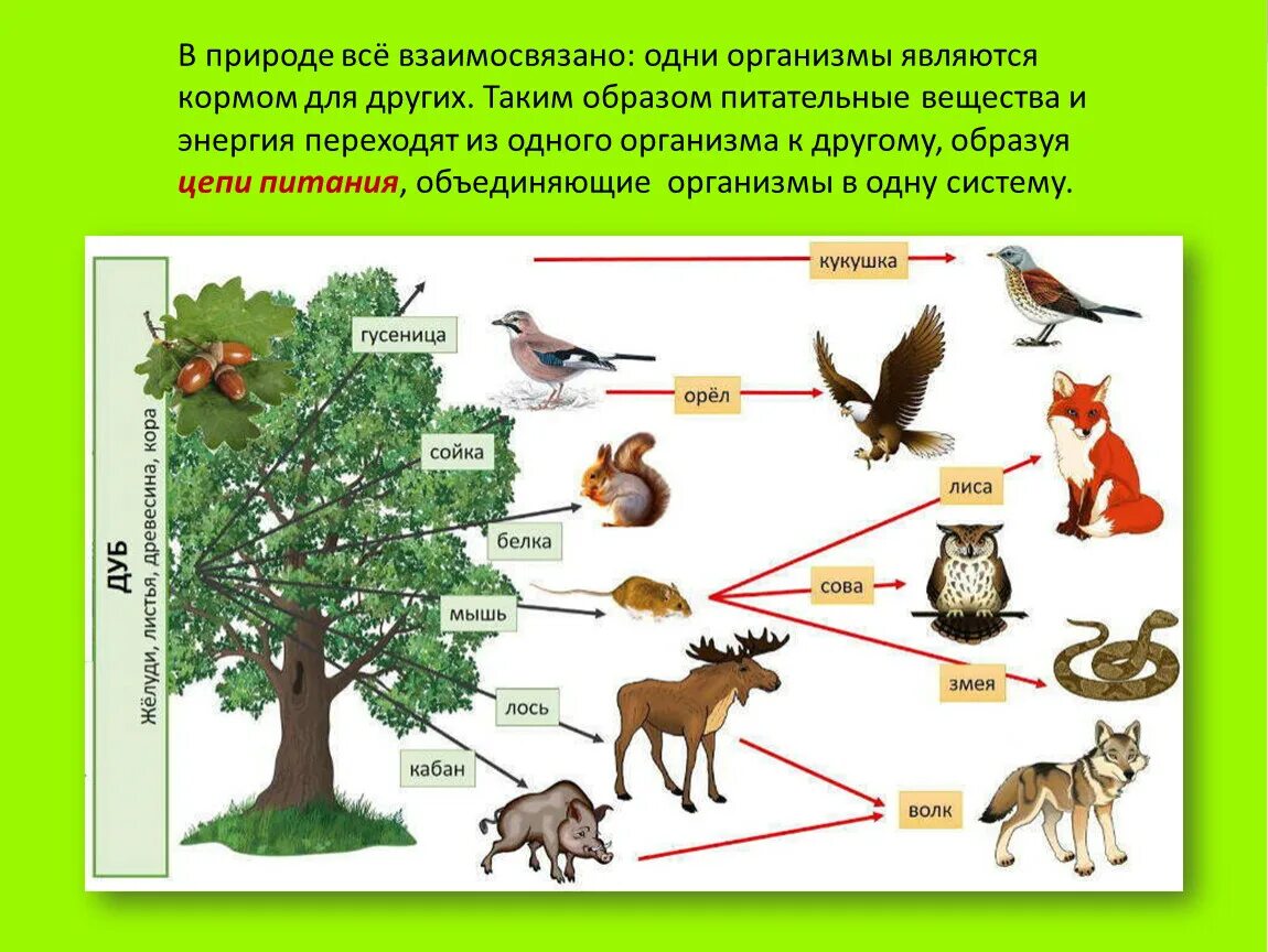 Три цепи питания для разных природных сообществ. Цепочка питания. Пищевая сеть смешанного леса. Пищевая цепочка в природе животных. Пищевая цепь леса.