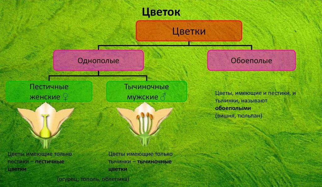 Называется обоеполым. Обоеполые растения. Цветки имеющие тычинки и пестики называют. Пестичные цветки. Цветки содержащие и пестик и тычинки называются.