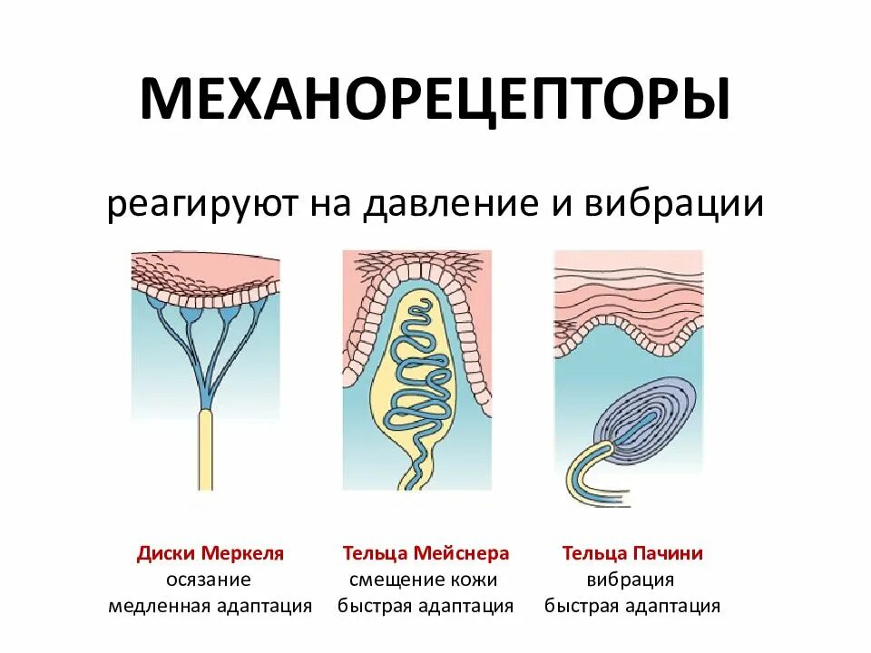 Механизм возбуждения механорецепторов кожи. Механорецептор тельце Мейснера. Диски Меркеля тельца Пачини. Тельце Мейснера гистология.