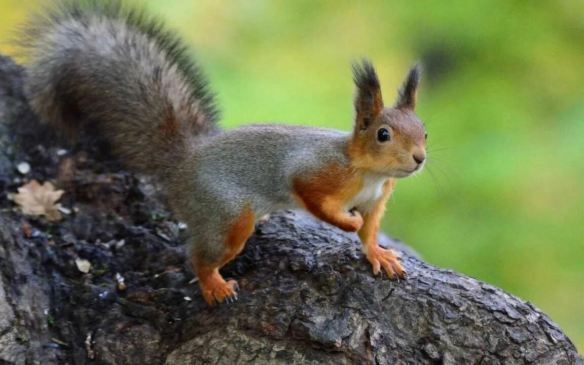 Картинки белки животные 4,486 Squirrel With Nuts Stock Photos, High-Res Pictures, and Images Getty Ima