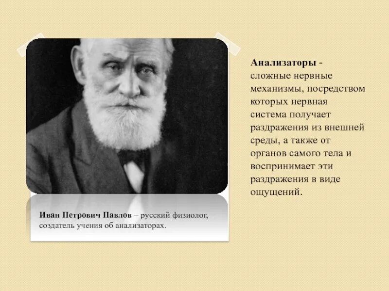 Теория и п павлова. Павлов русский физиолог, создатель учения. Учение Ивана Павлова об анализаторах. Учение и.п. Павлова об анализаторах.