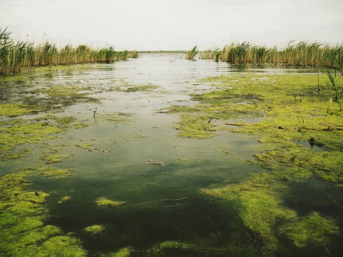 Водоросли дона