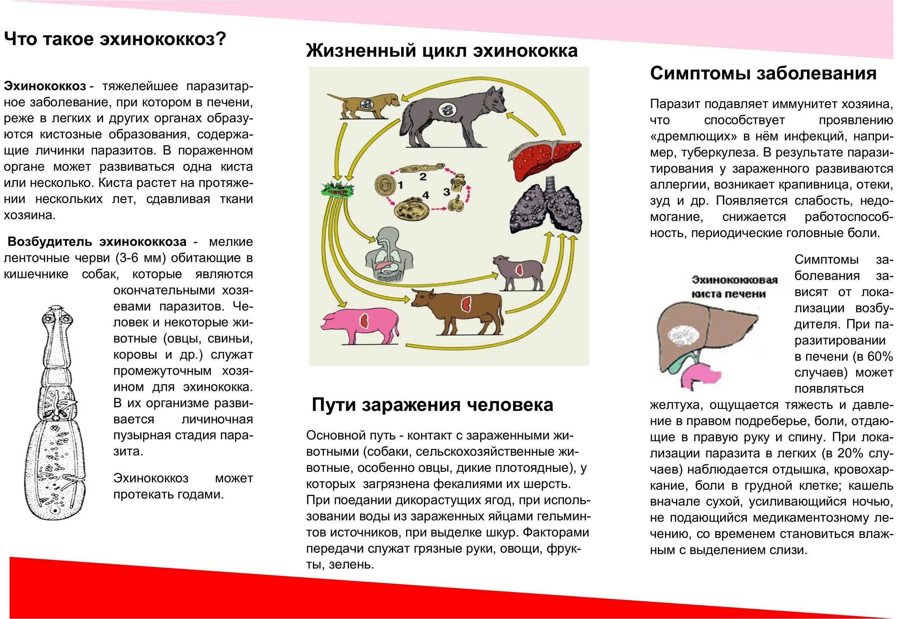 Как человек может заразиться эхинококком. Эхинококк профилактика заражения. Альвеококкоз и эхинококкоз. Эхинококк пути заражения. Цикл развития эхинококка очень простая схема.