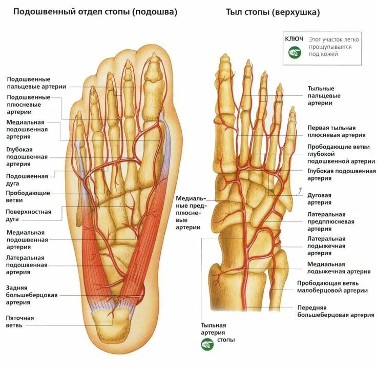 Стопа ноги человека Анатомическое строение. Строение левой стопы и пальцев ног. Анатомия подошвы стопы сосуды. Строение подошвы стопы человека. Область подошвы