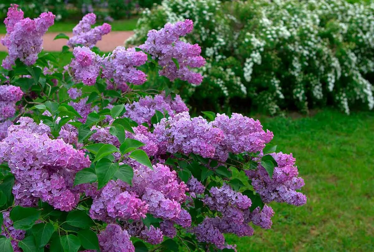Видеть во сне сирень цветущую. Кустарниковая сирень. цветущая сирень куст. сирень кустовая. цветущий куст сирени.