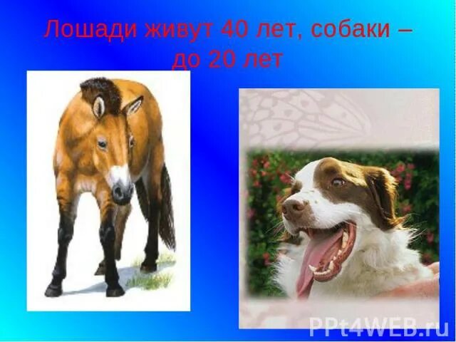 Продолжительность животных таблица 1 класс окружающий Продолжительность жизни животных таблица 1 класс (87 фото)