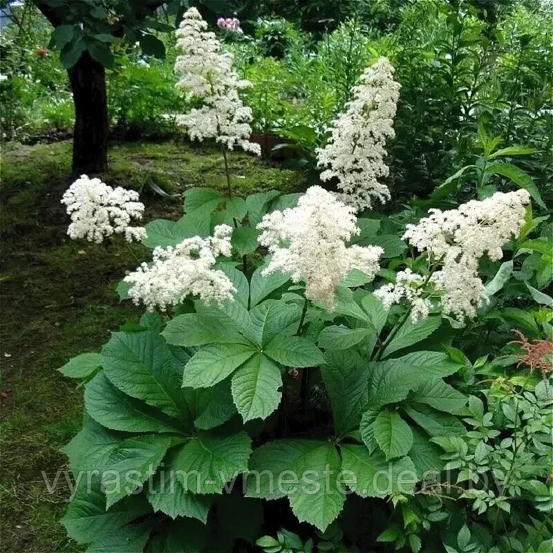 Многолетние цветы с большими листьями