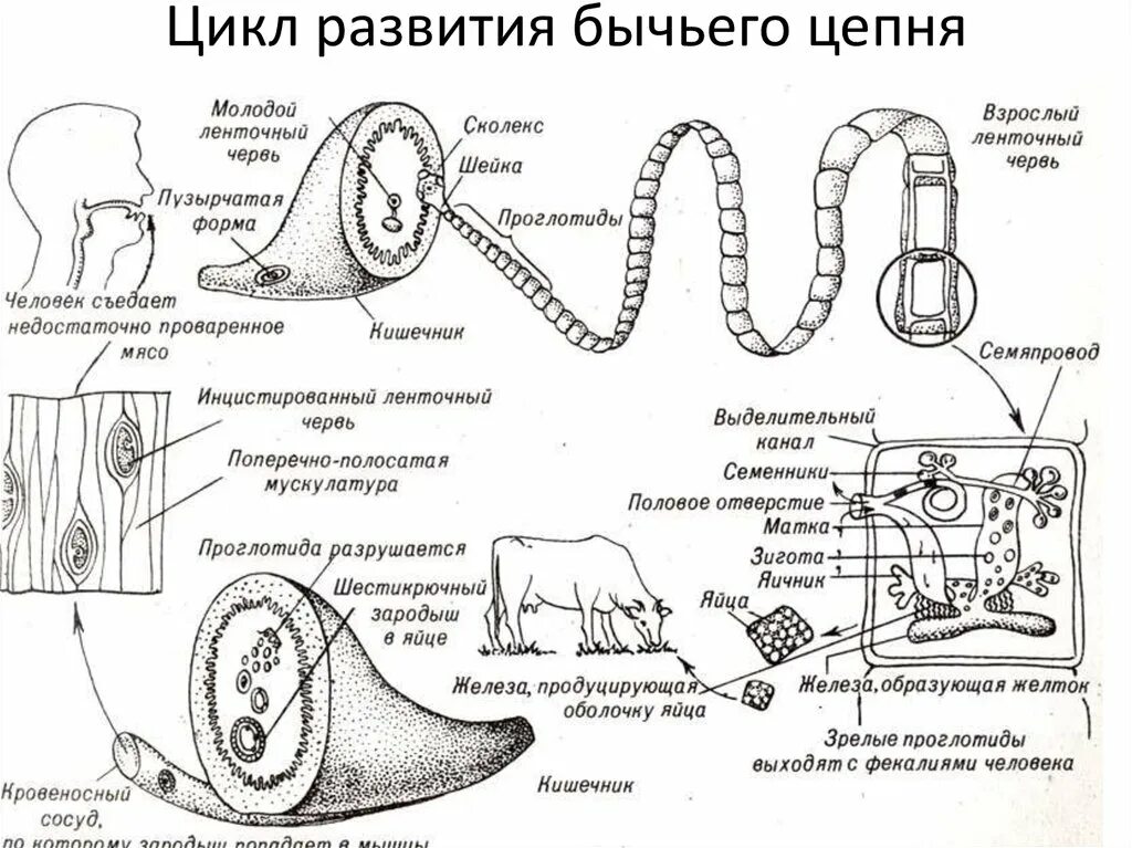 Жизненный цикл бычьего цепня схема. Циклы развития паразитических червей бычий цепень. Цикл развития бычьего цепня. Жизненный цикл бычьего цепня рисунок.