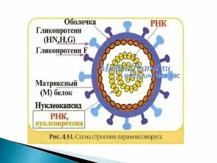 3 возбудитель кори