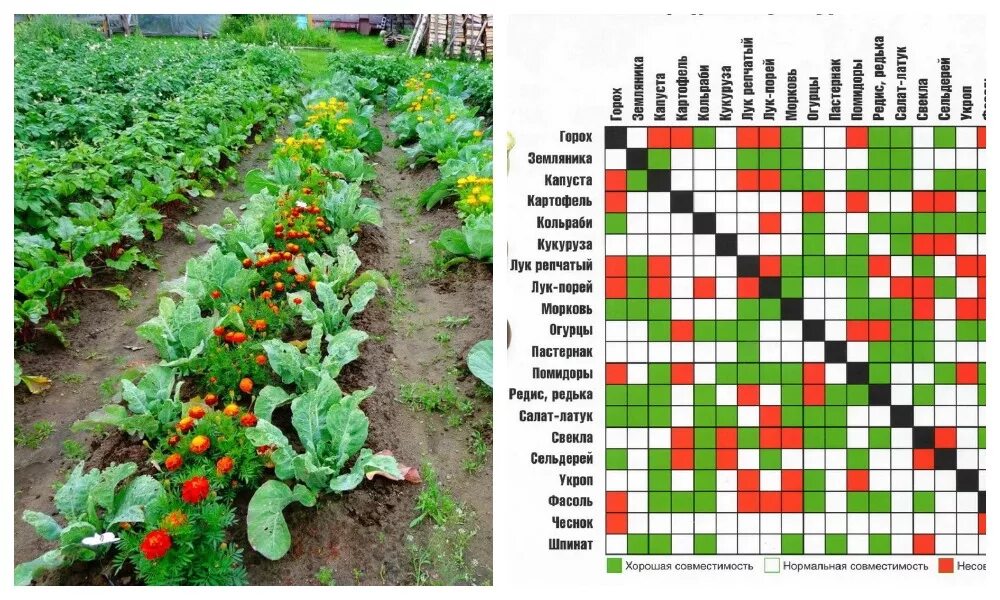 Географическое соседство. Совместимость растений на грядке. Соседство овощей на грядках. Совмещенные посадки овощей. Овощи соседствующие на грядке.