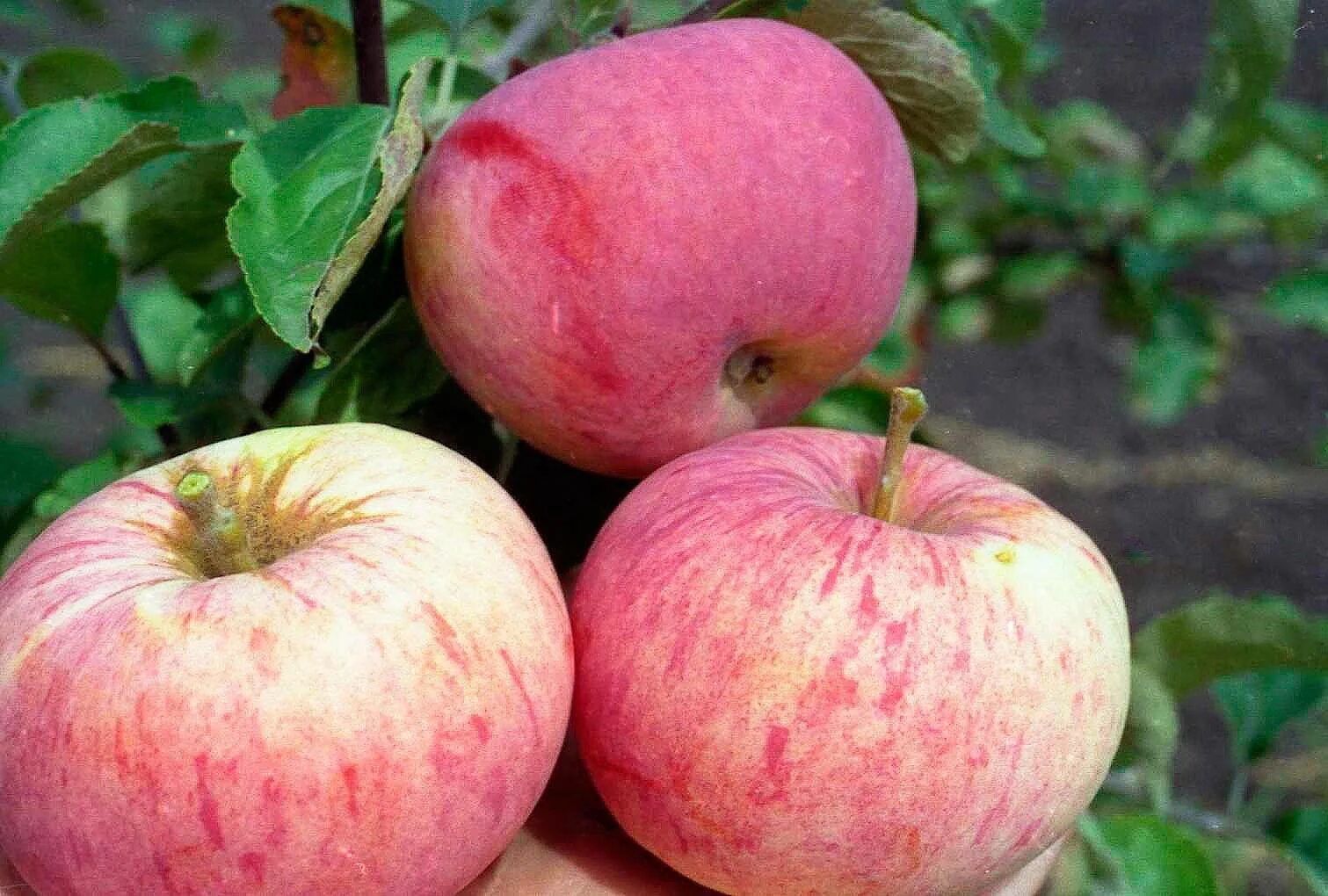 Характеристика сорта яблок. Яблоня Орлинка. Сорт яблок Орлинка. Яблоня анис полосатый. Яблоня Мелба позднелетний сорт.