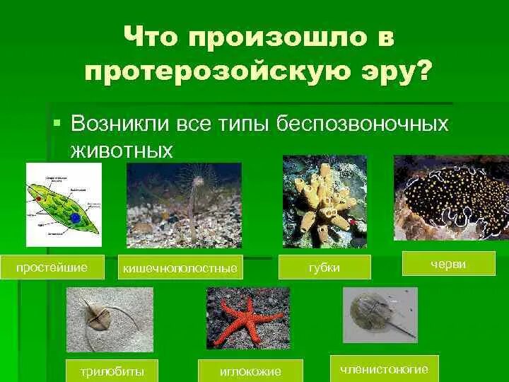 В какую эру возникла жизнь. Что происходило в протерозойскую эру. беспозвоночные животные протерозойской эры. плоские черви протерозойской эры. членистоногие протерозойской эры.