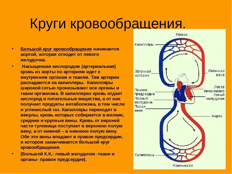 Какая кровь течет в малом кругу. Малый и большой круг кровообращения человека схема кратко и понятно. Большой круг кровообращения анатомия кратко. Большой круг кровообращения начинается схема. Круги кровообращения 7 класс биология.