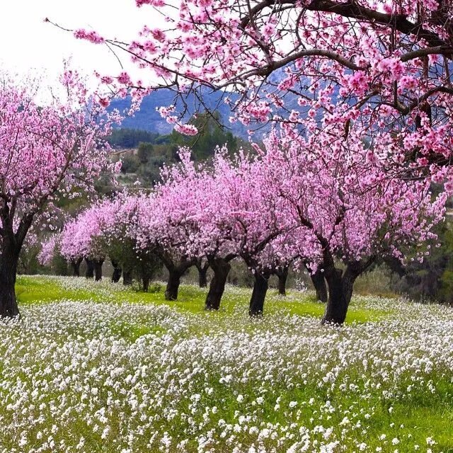 Spring scenes