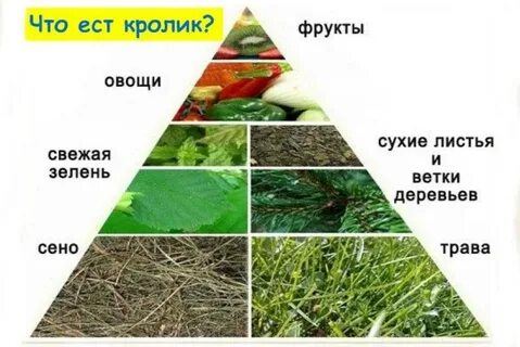 Травой кормить