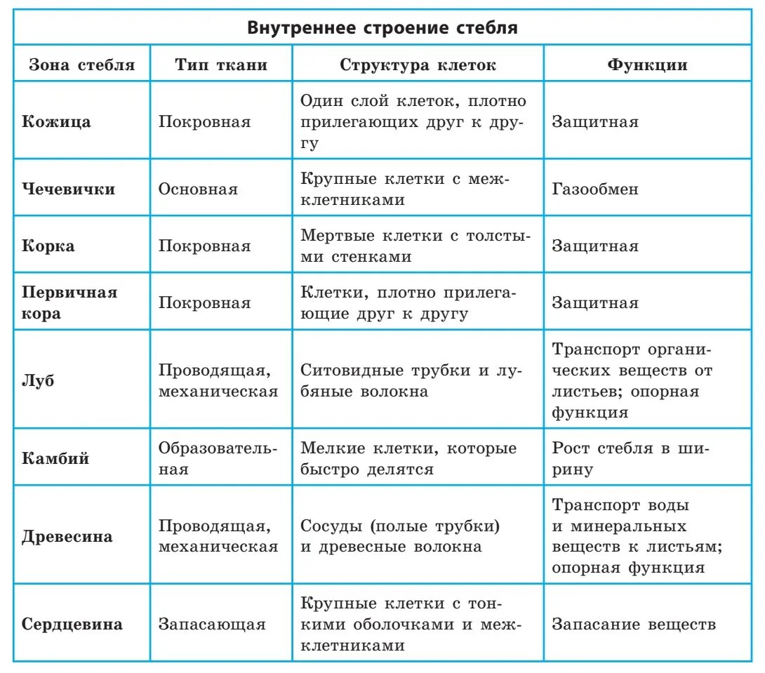 Внутреннее строение стебля функции. Внутреннее строение стебля таблица 6 класс биология. Таблица по биологии 6 класс строение стебля. Таблица клеточное строение стебля 6 класс биология. Таблица строение стебля 6 класс биология.