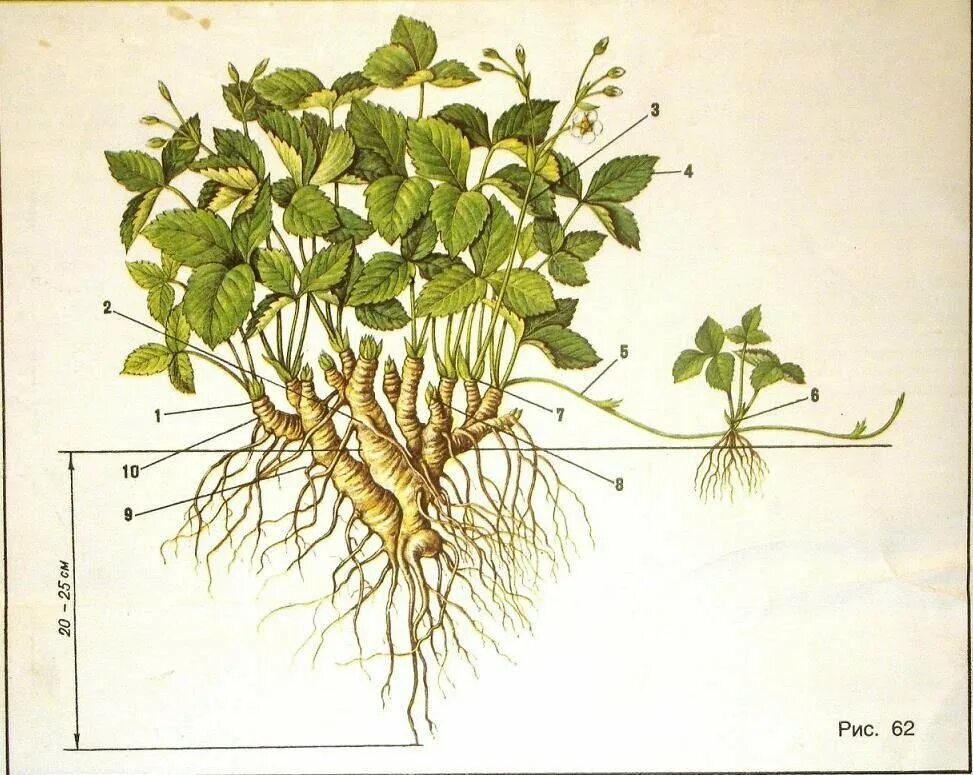 Корневая п. Корни клубники ремонтантной. Строение земляники садовой. Кустарник с корнями. Израстание земляники.