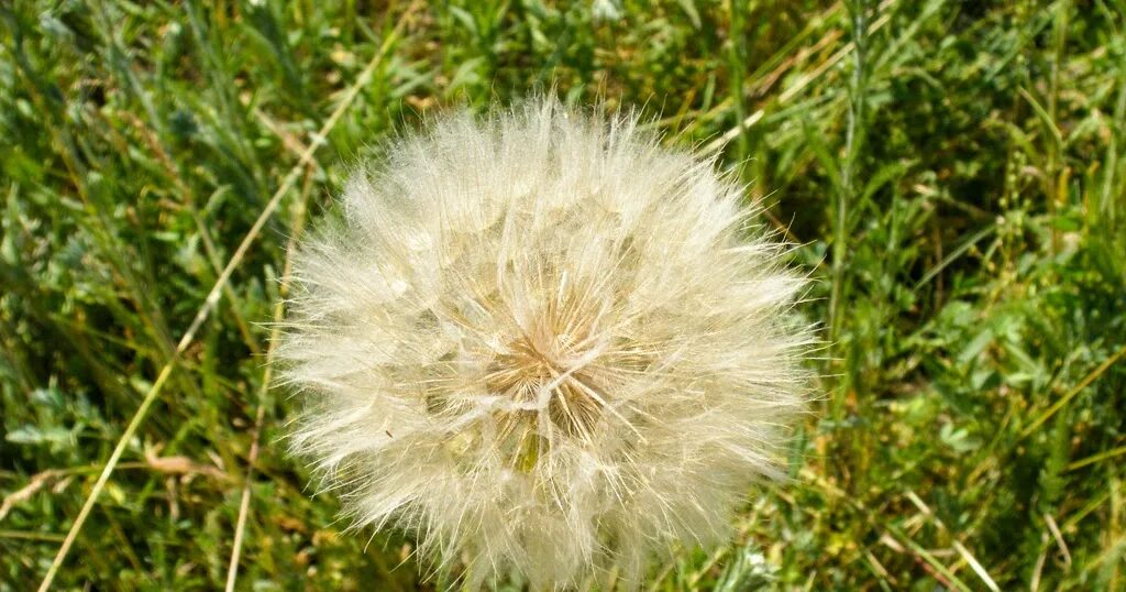 Рисовый сорняк сканворд. Tragopogon Major. Сорные растения. Сорняк с пушистыми головками. Цветы сорняки.