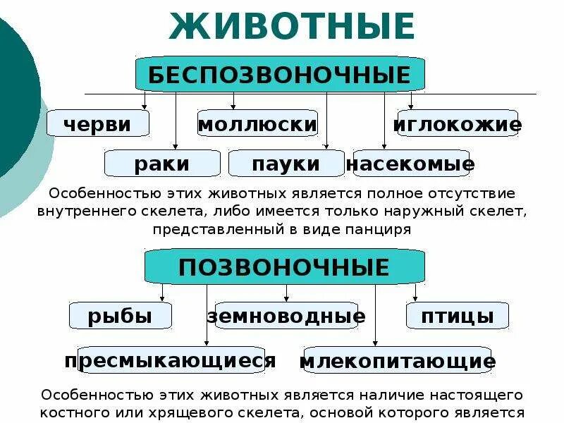 Классификация позвоночные и беспозвоночные. Особенности беспозвоночных животных. Характерные признаки беспозвоночных животных. Беспозвоночные и позвоночные животные таблица. Описание беспозвоночных