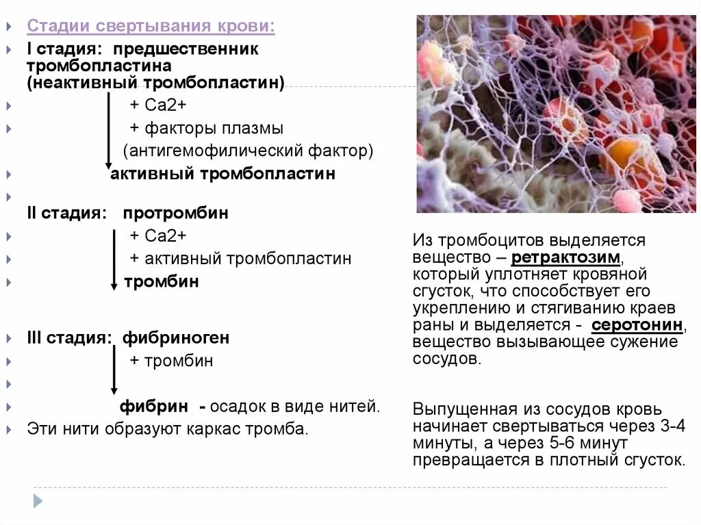 Как изменится количество фибрина после пореза. Этапы свертывания крови. Фазы свертывания крови. Этапы свертываемости крови. Стадий свертывания крови.