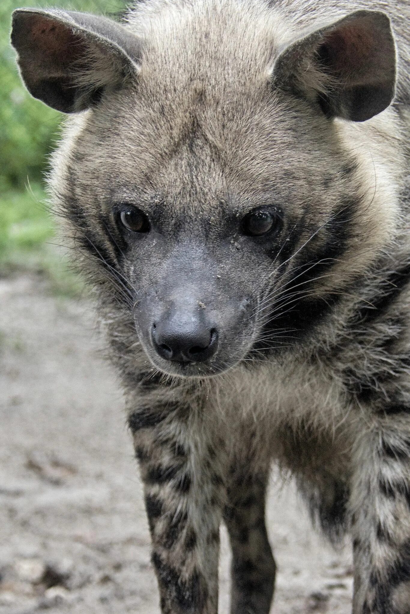 Полосатая гиена фото. Полосатая гиена (hyaena hyaena). пятнистая и полосатая гиена. полосатая гиена в азербайджане. гиены в азербайджане.