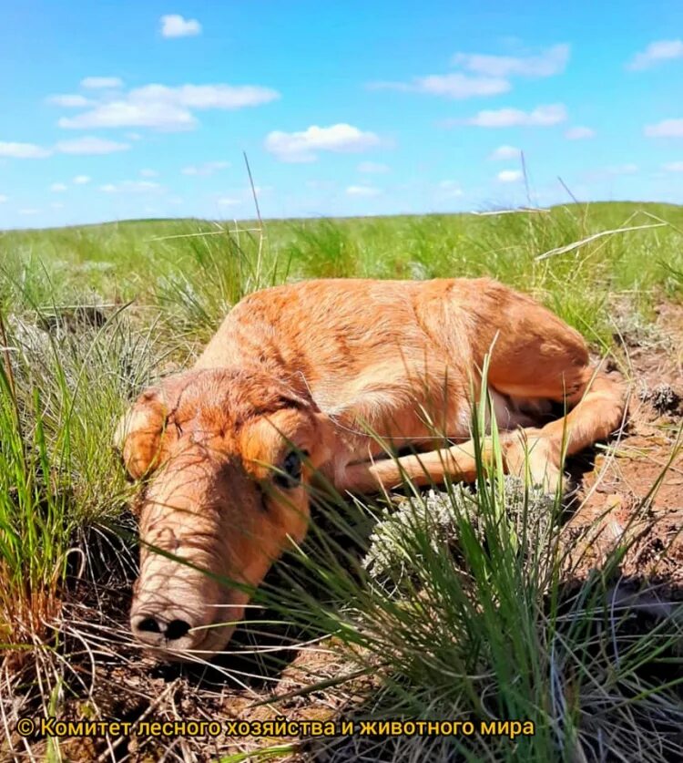 защита прав животных. стаи собак новосибирск. йошкар-ола зоопарк чудо-остров. государственный комитет по охране окружающей среды. комитет животных.