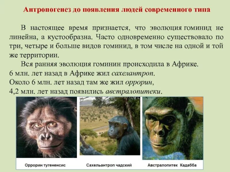 Как произошли современные виды