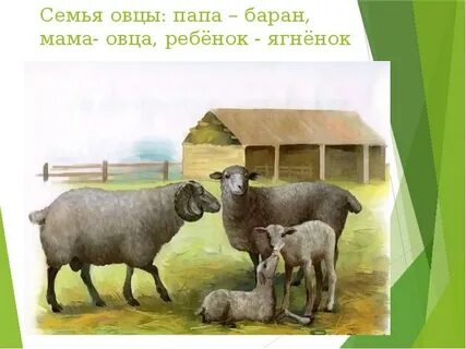 Папа барашек
