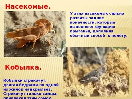 Зачем кобылка