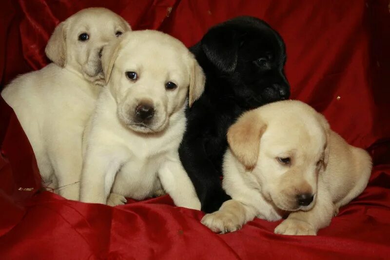 Лабрадор в квартире. Лабрадор фото собаки. Лабрадор в квартире. Собаки для квартиры. Стоит ли заводить лабрадора.