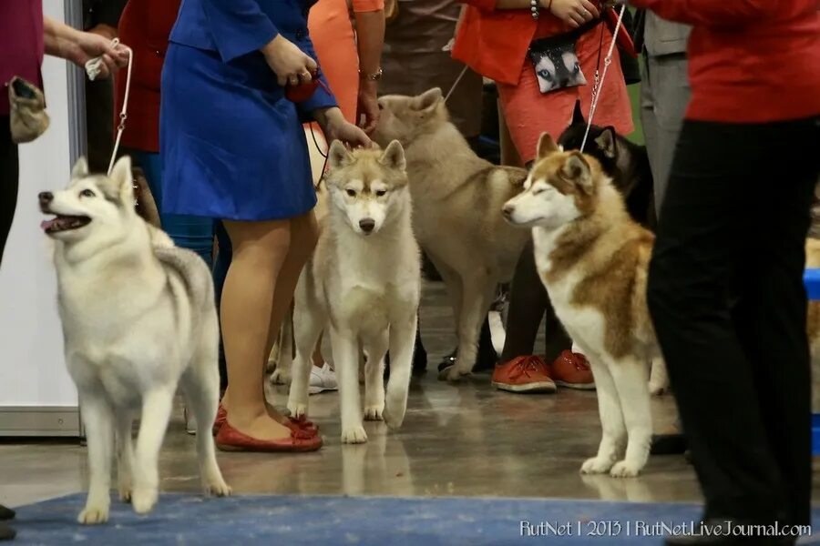 Выставки собак в москве в марте. Собачья выставка. Выставка собак Россия. Выставка собак Россия 2022. На выставке собак.