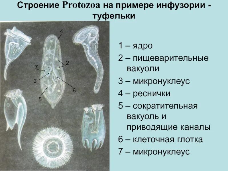 Происхождение одноклеточных происхождение многоклеточных