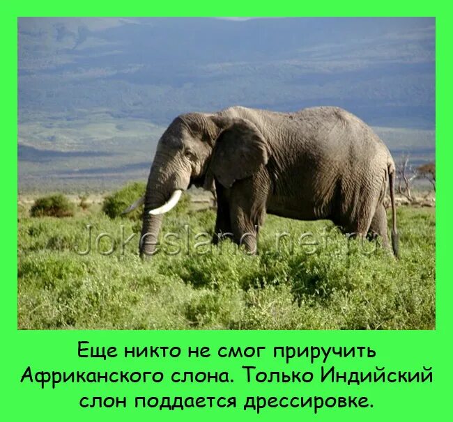 К какому отряду относится слон. Среда обитания слона. место обитания слонов. местообитание слон. слон в естественной среде обитания.