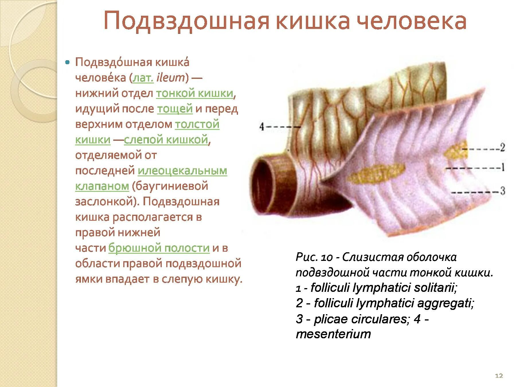 Слепая и подвздошная кишка. Подвздошная кишка строение и функции. Строение кишечника подвздошная кишка. Тощая и подвздошная кишка строение. Кишечник анатомия подвздошная кишка.