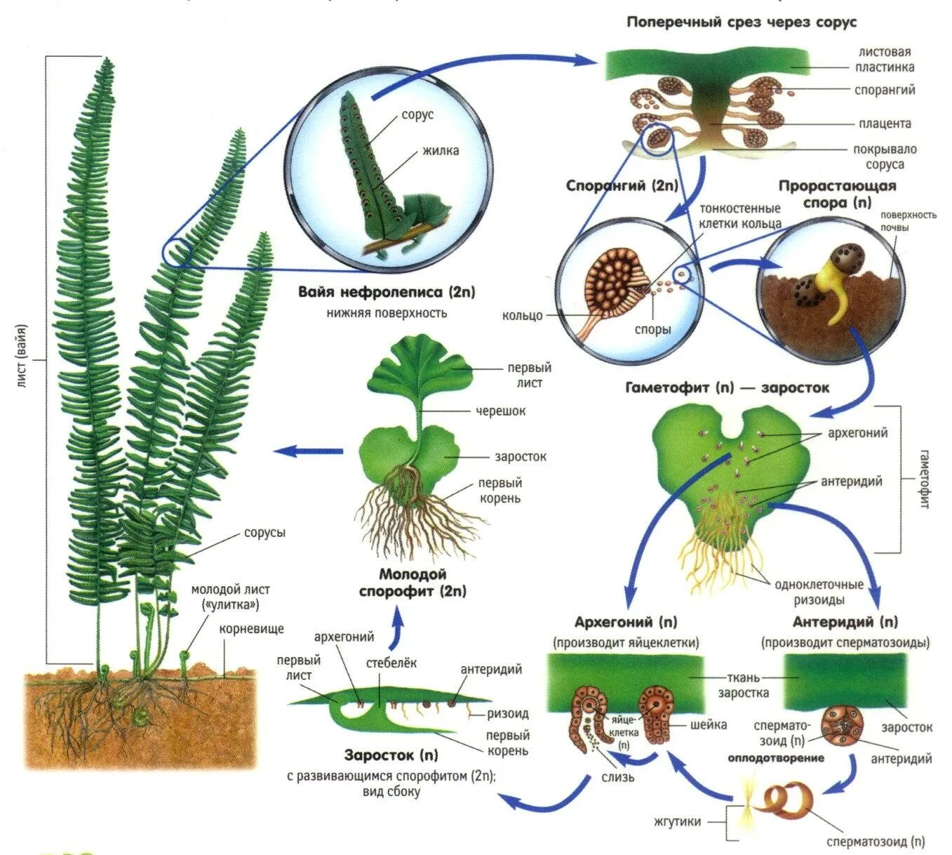 Жизненный цикл папоротниковидных схема. Цикл размножения папоротников схема. Жизненный цикл папоротника ЕГЭ. Размножение папоротников схема. Гаметофит мха образуется из