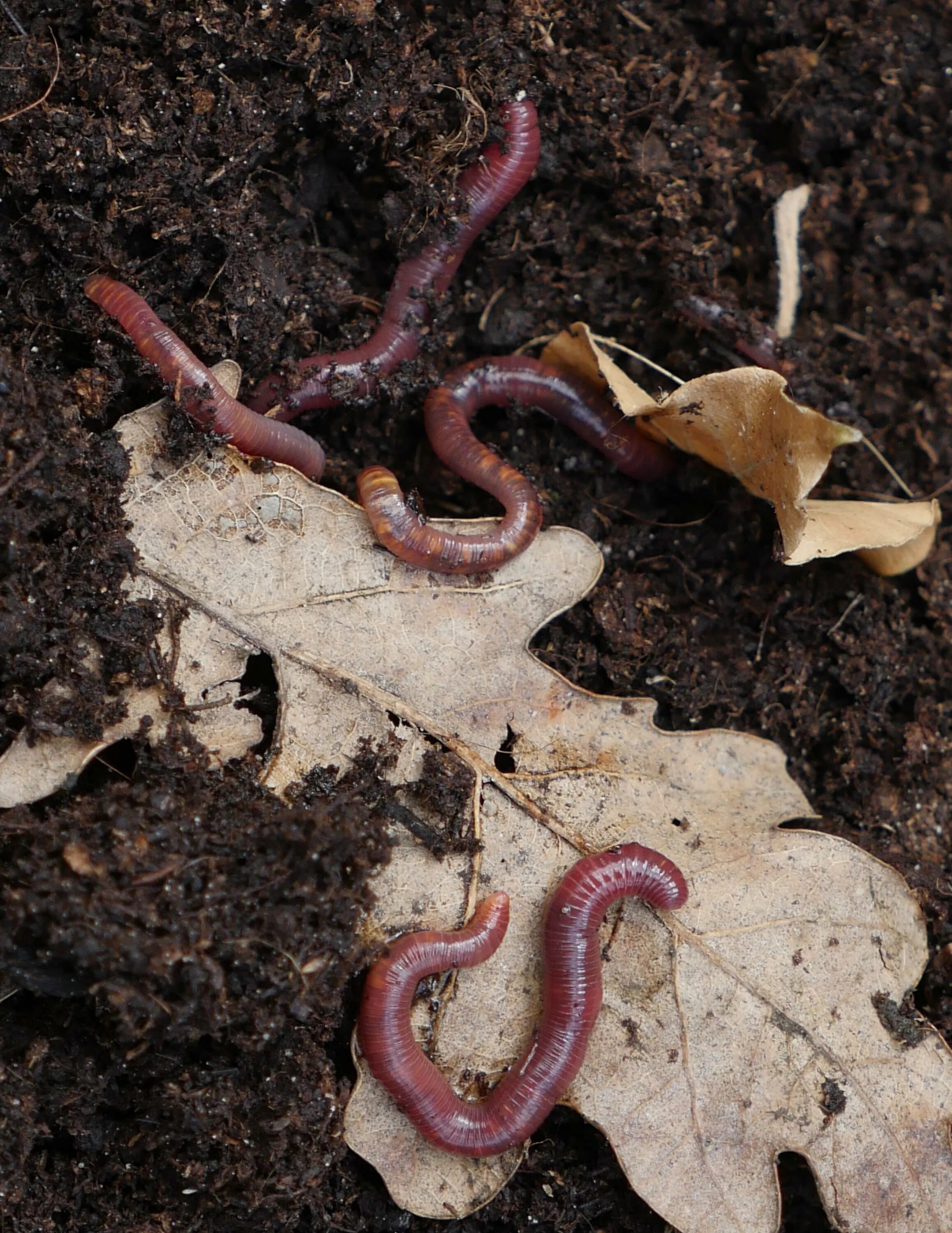 Обыкновенный дождевой червь. Aporrectodea caliginosa серый Пашенный червь. Новые черви
