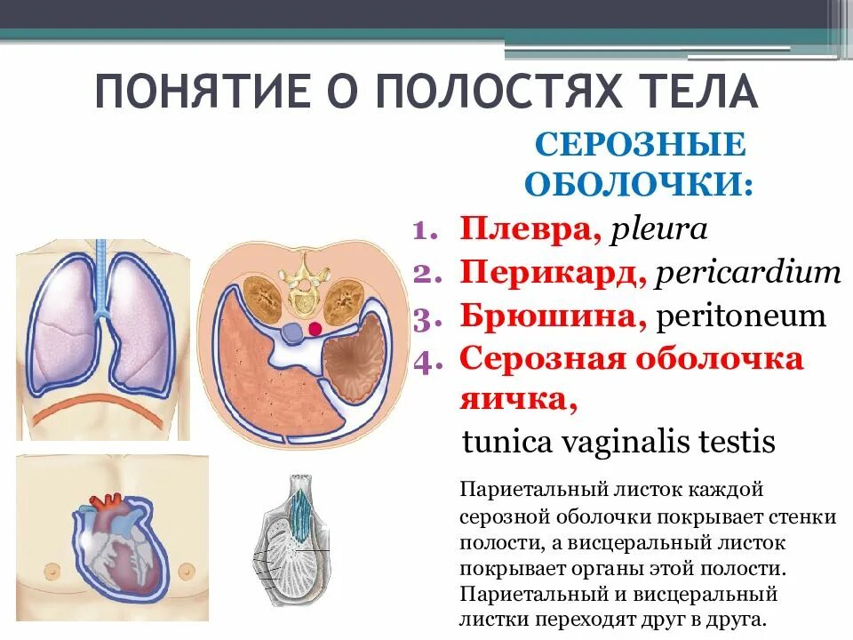 Влагалищная оболочка яичка. Серозная оболочка яичка. Спланхнология полости тела,. Висцеральная и париетальная оболочек яичка.