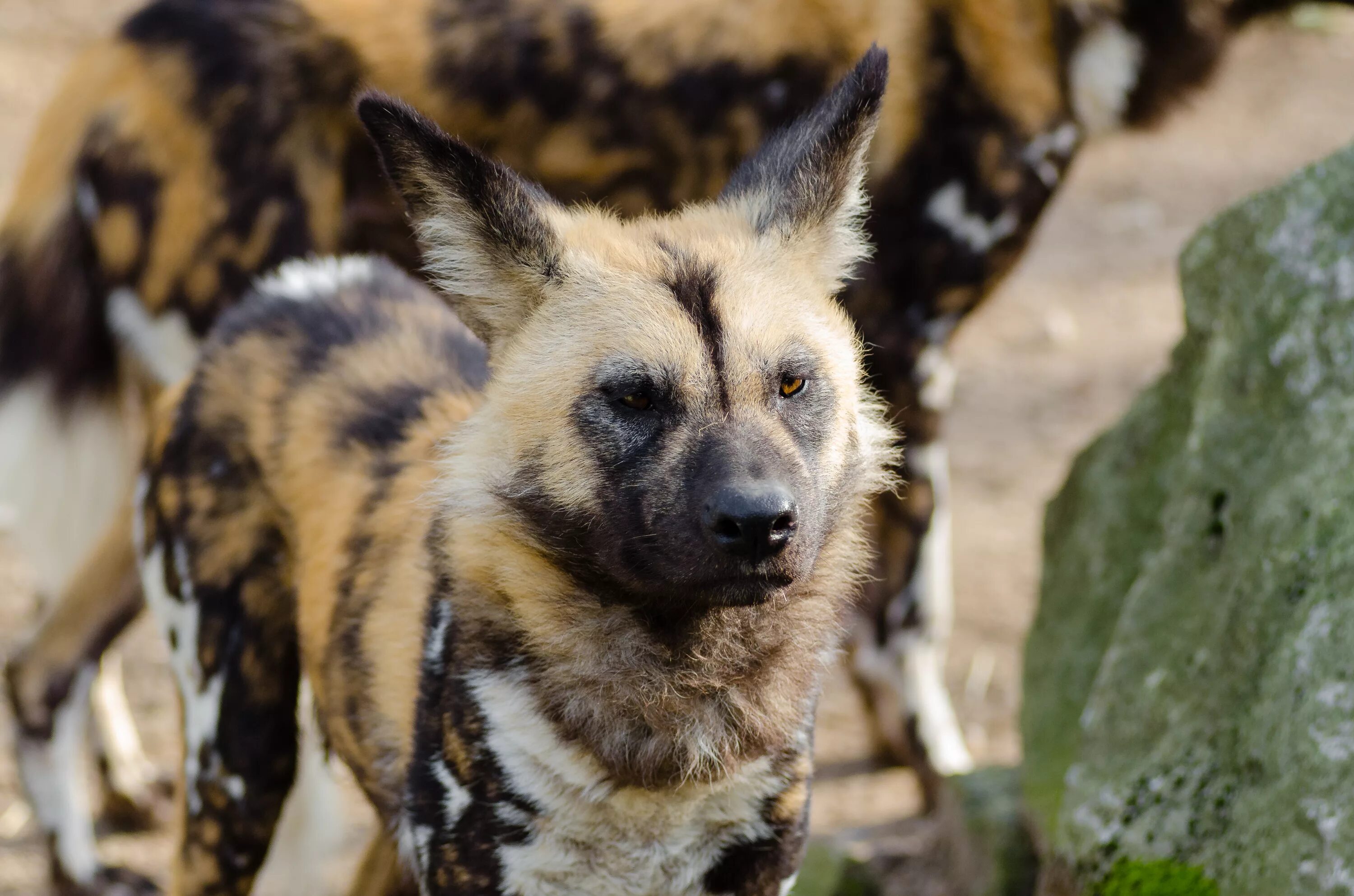 Lycaon pictus. Гиеновидная собака. Австралийский гиеновая собака. Lycaon pictus pictus. Дикая собака что делать